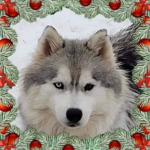 Meet your Posher, Gale